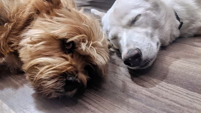 Founder with their dog on a walk